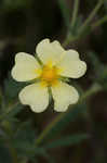 Sulphur cinquefoil